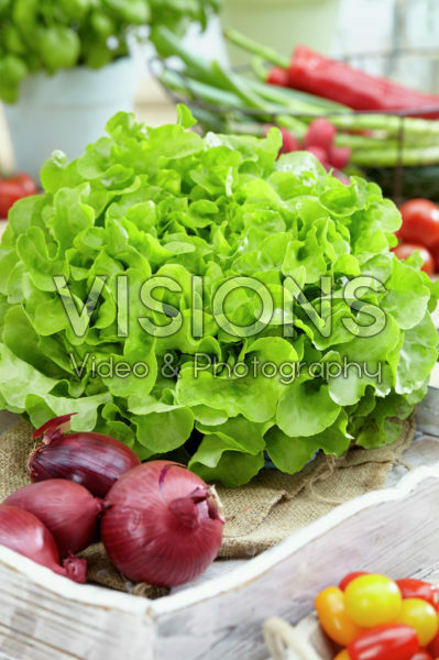 Lactuca sativa var. foliosa