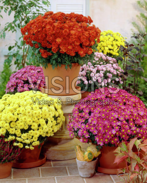 Chrysanthemum mixed Chrysanthemum mixed