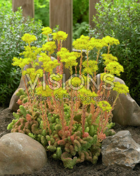 Sedum reflexum f. cristatum Sedum reflexum f. cristatum