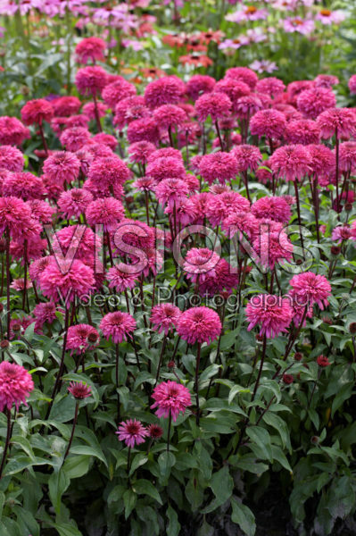 Echinacea Blackberry Truffle Echinacea Blackberry Truffle