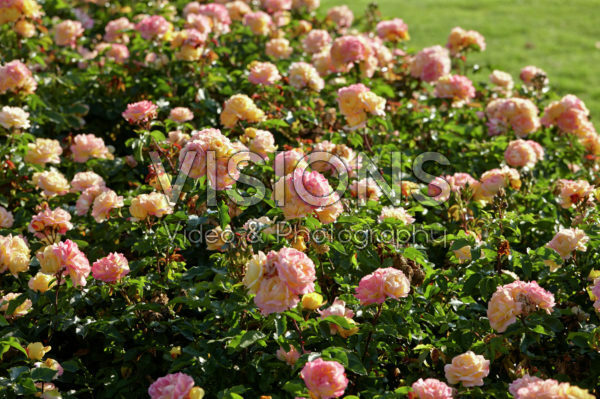 Rosa Lampion Rosa Lampion