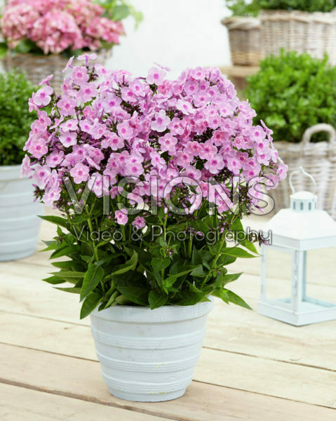 Phlox paniculata Rainbow Dancer