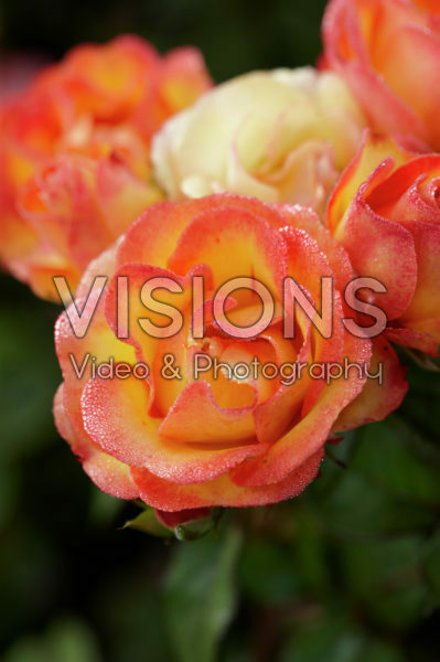 Rosa Lampion Rosa Lampion