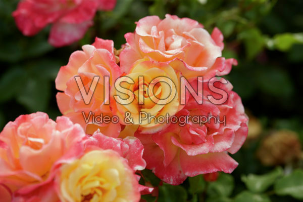 Rosa Airbrush Rosa Airbrush
