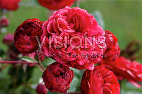 Rosa Out of Rosenheim Rosa Out of Rosenheim