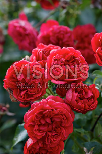 Rosa Out of Rosenheim Rosa Out of Rosenheim