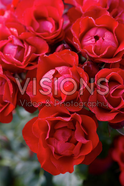 Rosa Black Forest Rose Rosa Black Forest Rose