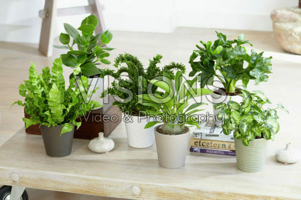 Indoor plant collection Indoor plant collection