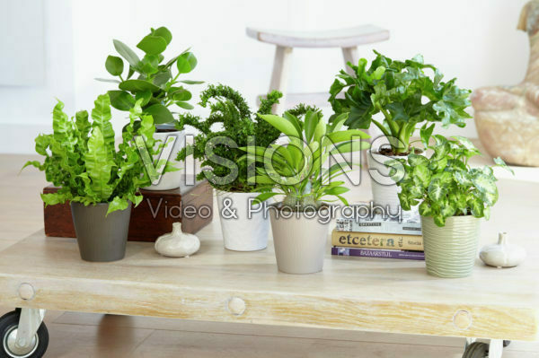 Indoor plant collection Indoor plant collection