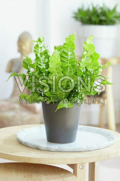 Asplenium nidus Crispy Wave Asplenium nidus Crispy Wave