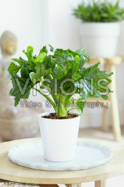 Philodendron Atom Philodendron Atom