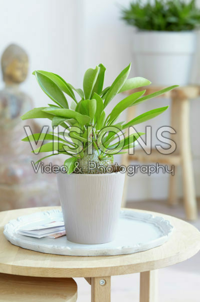 Hydnophytum Hydnophytum