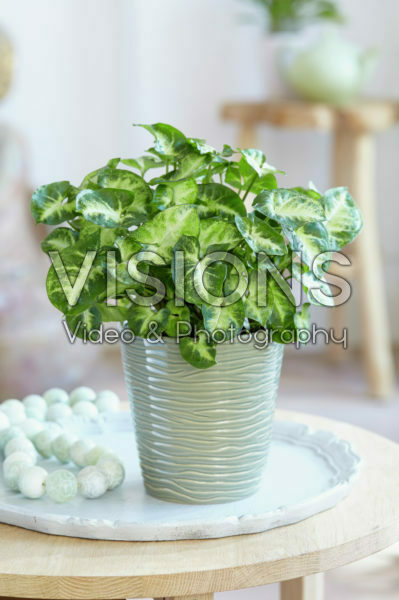 Syngonium Pixie Syngonium Pixie