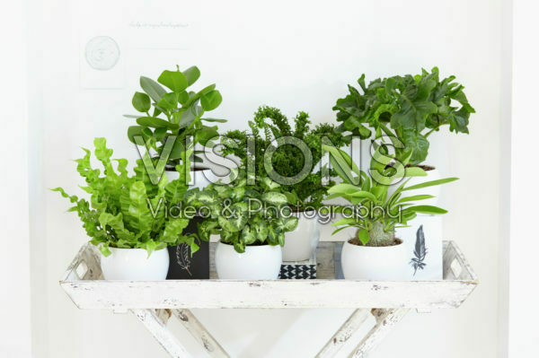 Indoor plant collection Indoor plant collection