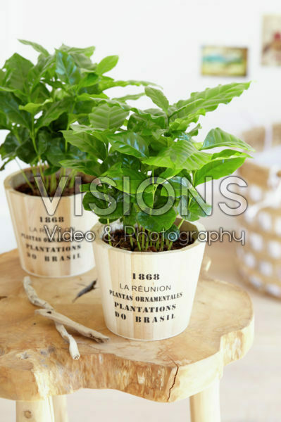 Coffea arabica Coffea arabica