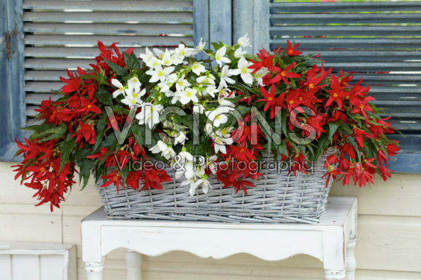 Begonia Beauvilia® red, white