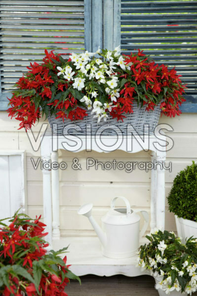 Begonia boliviensis Beauvilia® rood, wit Begonia boliviensis Beauvilia® rood, wit