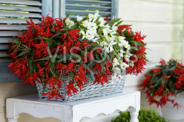 Begonia boliviensis Beauvilia® rood, wit