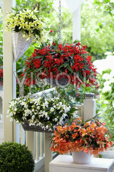 Begonia boliviensis Beauvilia® collectie Begonia boliviensis Beauvilia® collectie