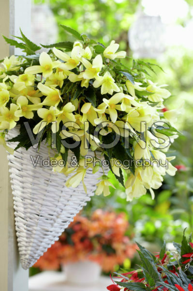 Begonia boliviensis Beauvilia® Lemon Begonia boliviensis Beauvilia® Lemon
