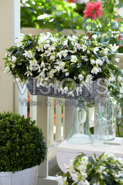 Begonia boliviensis Beauvilia® White Begonia boliviensis Beauvilia® White