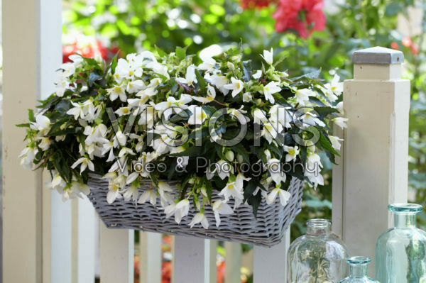 Begonia Beauvilia® White