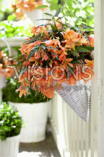 Begonia boliviensis Beauvilia® Salmon Begonia boliviensis Beauvilia® Salmon