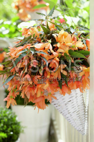 Begonia boliviensis Beauvilia® Salmon Begonia boliviensis Beauvilia® Salmon