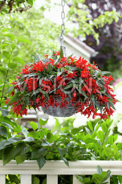 Begonia boliviensis Beauvilia® Red