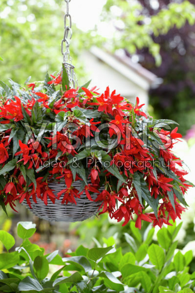 Begonia Beauvilia® Red