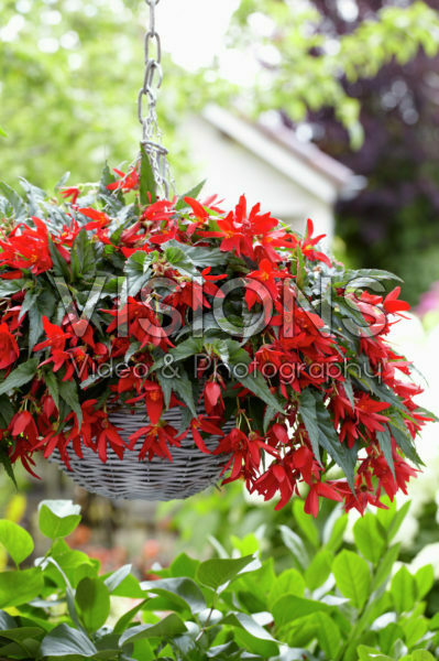 Begonia boliviensis Beauvilia® Red