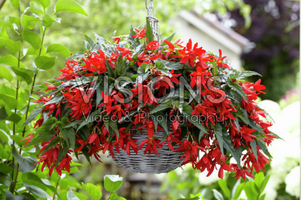 Begonia boliviensis Beauvilia® Red