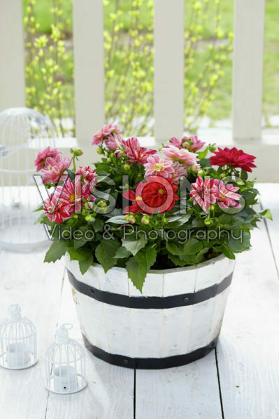 Dahlia Dahlietta Surprise Paula Dahlia Dahlietta Surprise Paula
