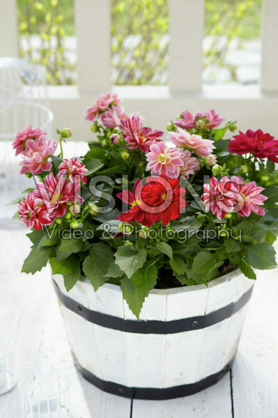 Dahlia Dahlietta Surprise Paula Dahlia Dahlietta Surprise Paula
