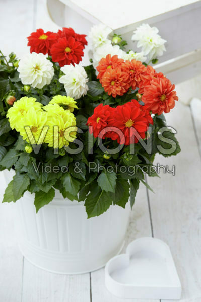 Dahlia Dahlietta Surprise mix Dahlia Dahlietta Surprise mix