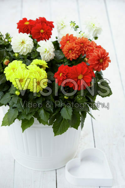 Dahlia Dahlietta Surprise mix