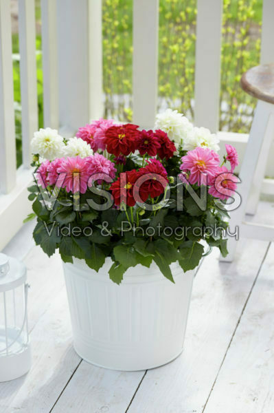 Dahlia Dahlietta Surprise mix