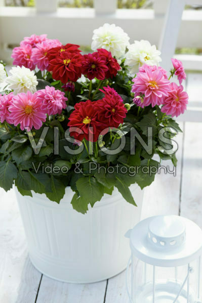Dahlia Dahlietta Surprise mix Dahlia Dahlietta Surprise mix