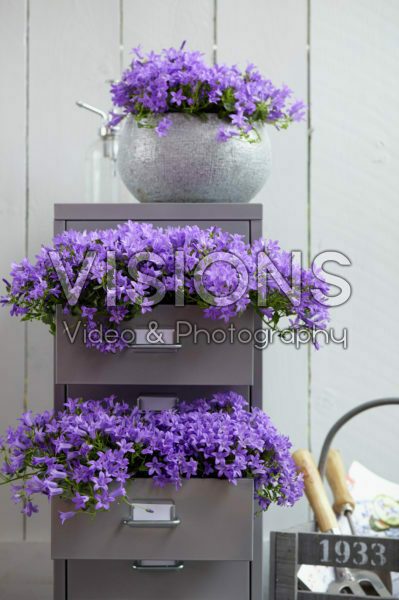 Campanula portenschlagiana