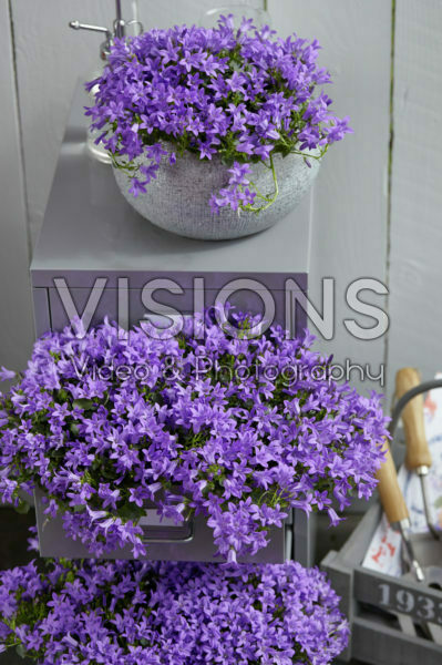 Campanula portenschlagiana