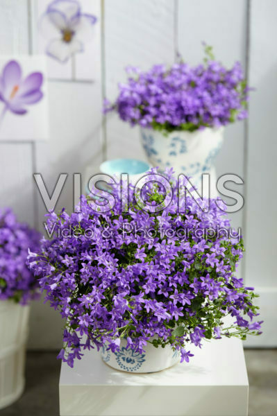 Campanula portenschlagiana