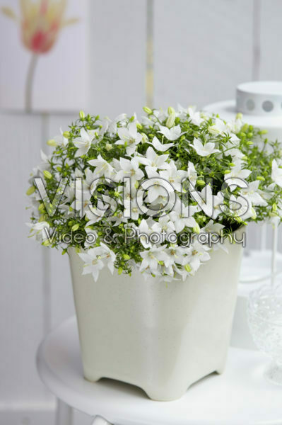 Campanula Campanula