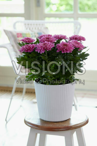 Chrysanthemum Nova Zembla Purple Chrysanthemum Nova Zembla Purple
