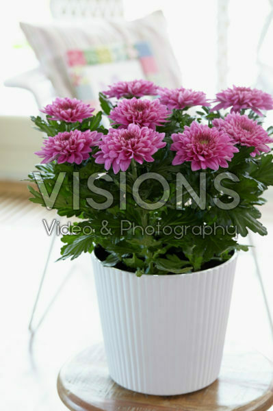 Chrysanthemum Nova Zembla Purple Chrysanthemum Nova Zembla Purple