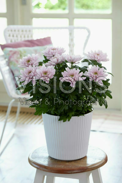Chrysanthemum Nova Zembla Pink Chrysanthemum Nova Zembla Pink