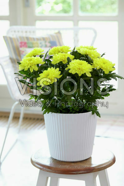 Chrysanthemum Nova Zembla Yellow Chrysanthemum Nova Zembla Yellow