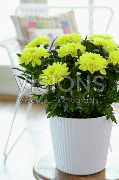 Chrysanthemum Nova Zembla Yellow Chrysanthemum Nova Zembla Yellow