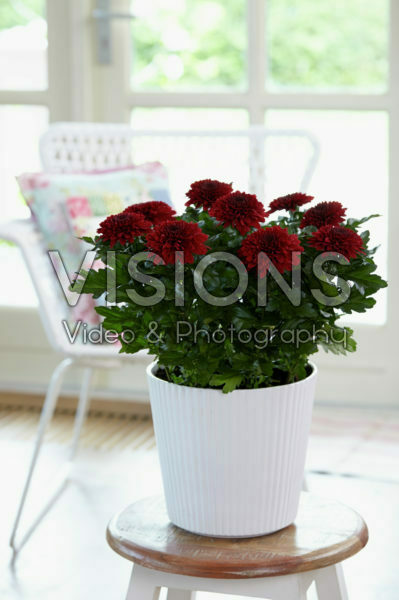 Chrysanthemum Nova Zembla Red Chrysanthemum Nova Zembla Red