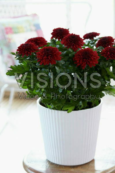 Chrysanthemum Nova Zembla Red Chrysanthemum Nova Zembla Red