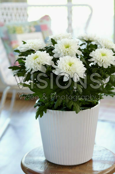 Chrysanthemum Nova Zembla White